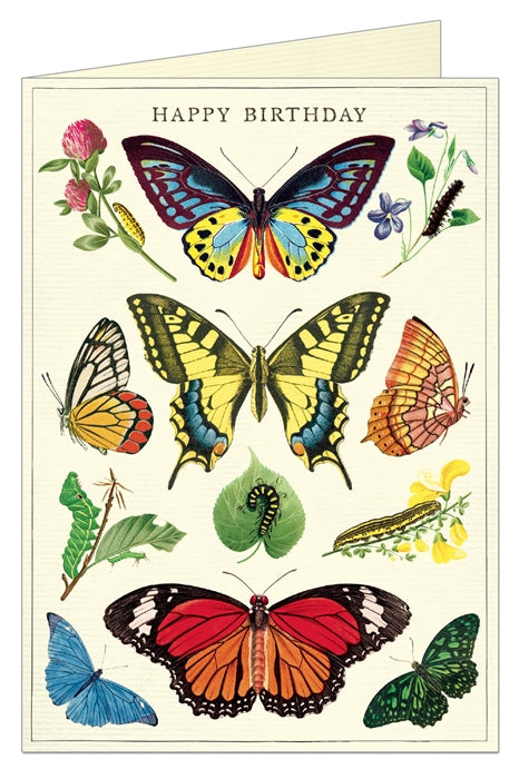 Birthday Card: Happy Birthday Butterflies