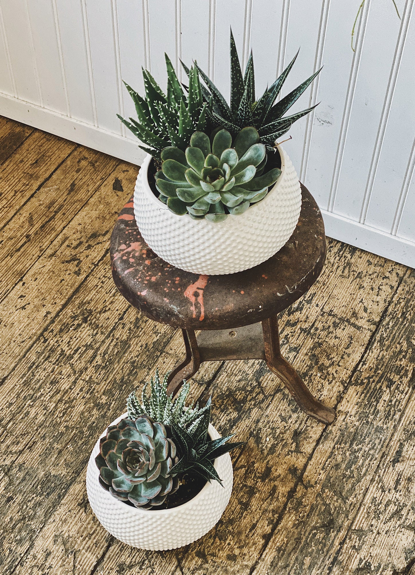 Apotheca Flowers Subscription Packages Succulent Dish Gardens