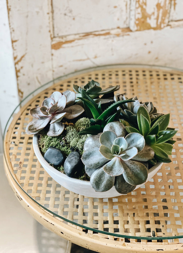 Apotheca Flowers Subscription Packages Succulent Dish Gardens