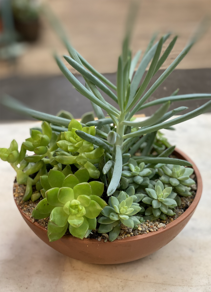 Apotheca Flowers Subscription Packages Succulent Dish Gardens