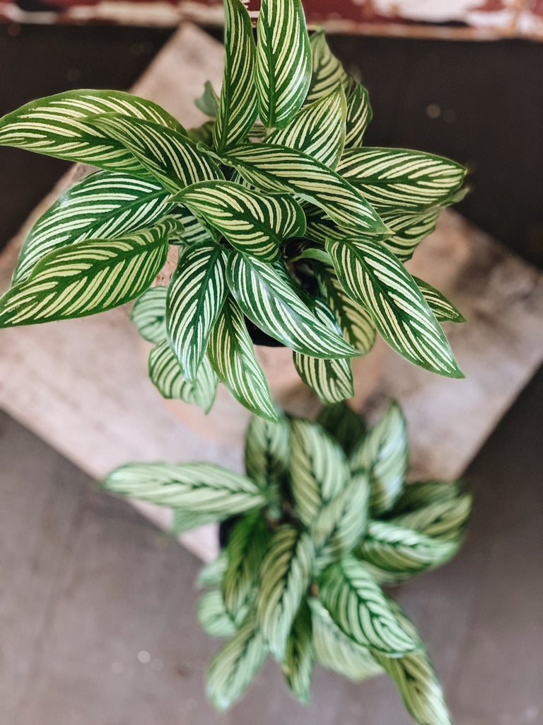 Calathea Vittata 4” Plant