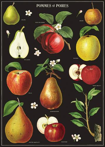 Apples & Pears Wrap/ Poster