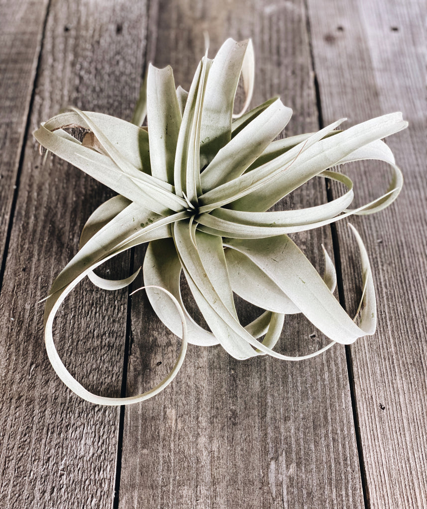Xerographica Air Plants