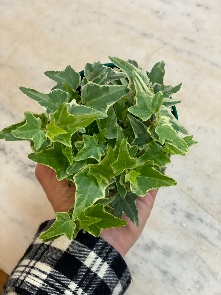 Variegated English Ivy