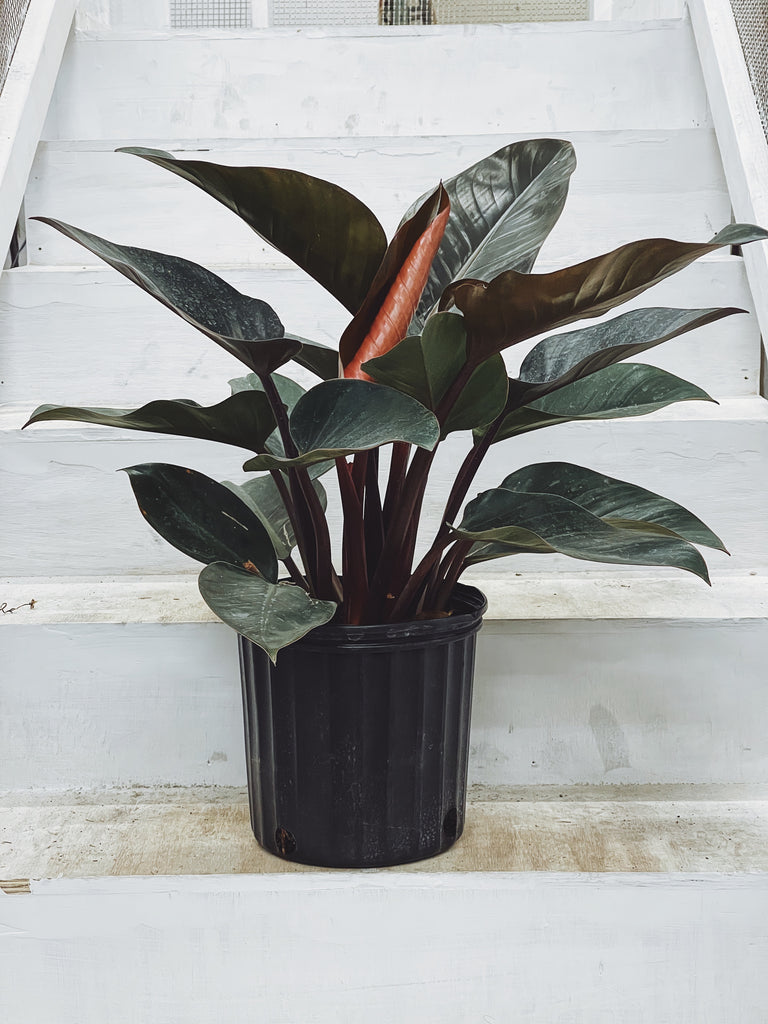 Philodendron - Imperial Red